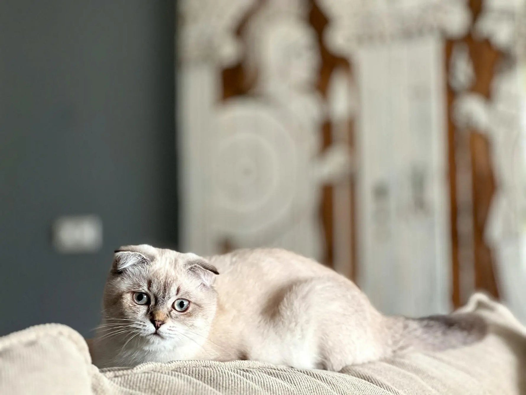 rugpijn bij katten|rugpijn bij katten