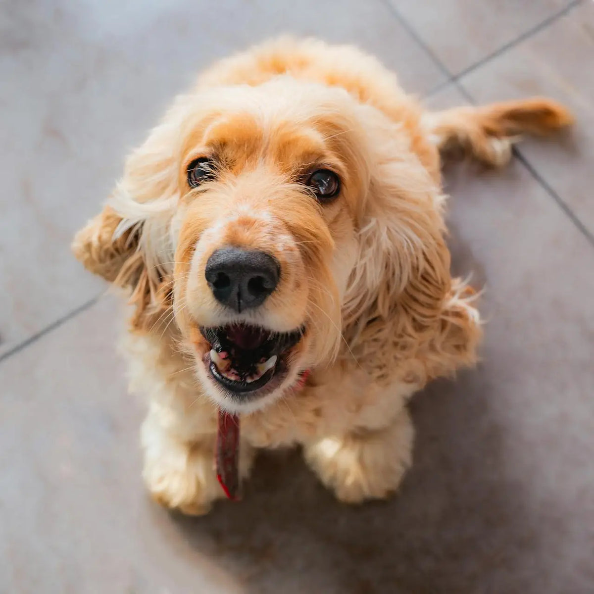 sterilisatie bij een hond|sterilisatie bij een hond