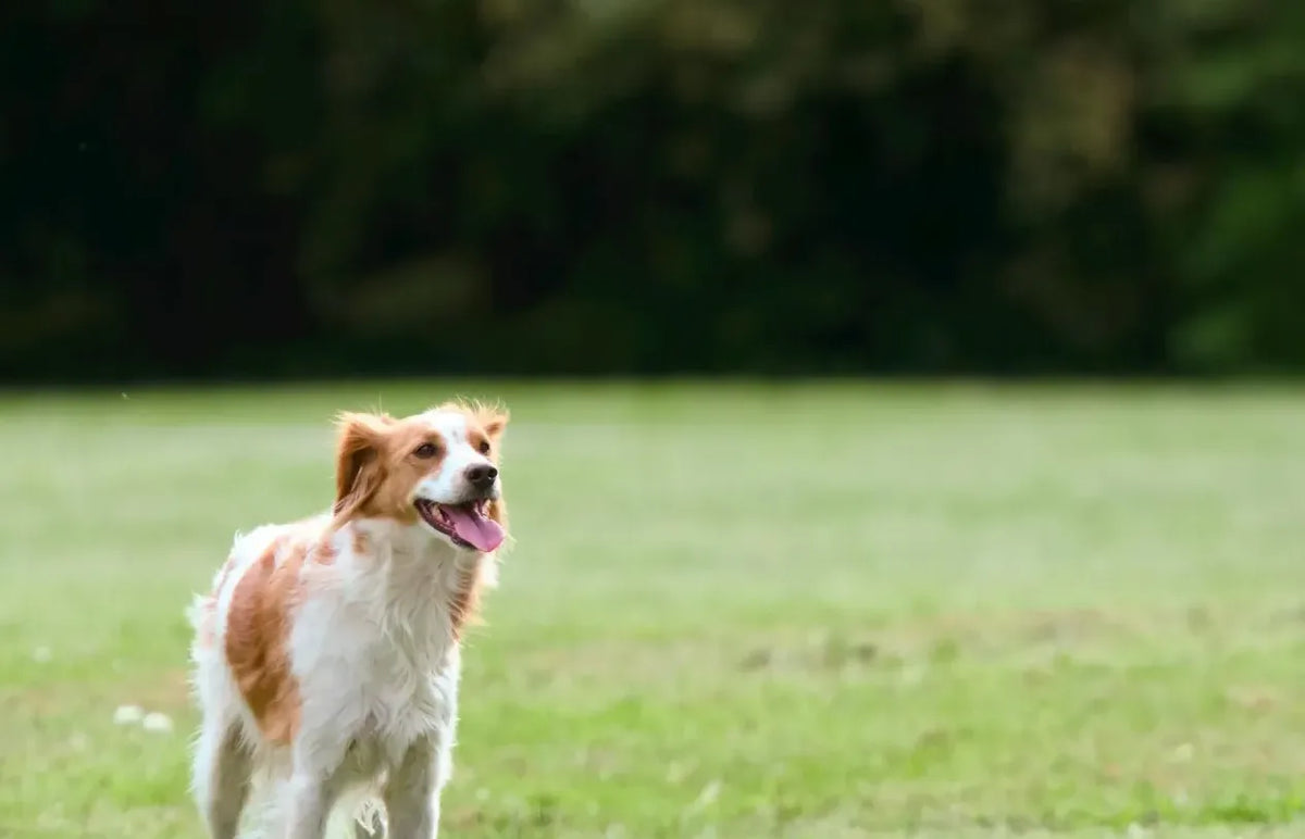 kruisband operatie hond rood licht therapie spelende hond in grasveld
