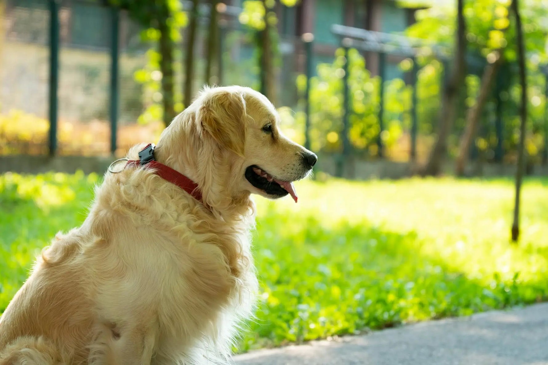 hond loopt mank golden retriever met rode halsband zit op de grond