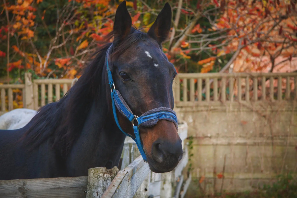 brandwonden bij paarden|