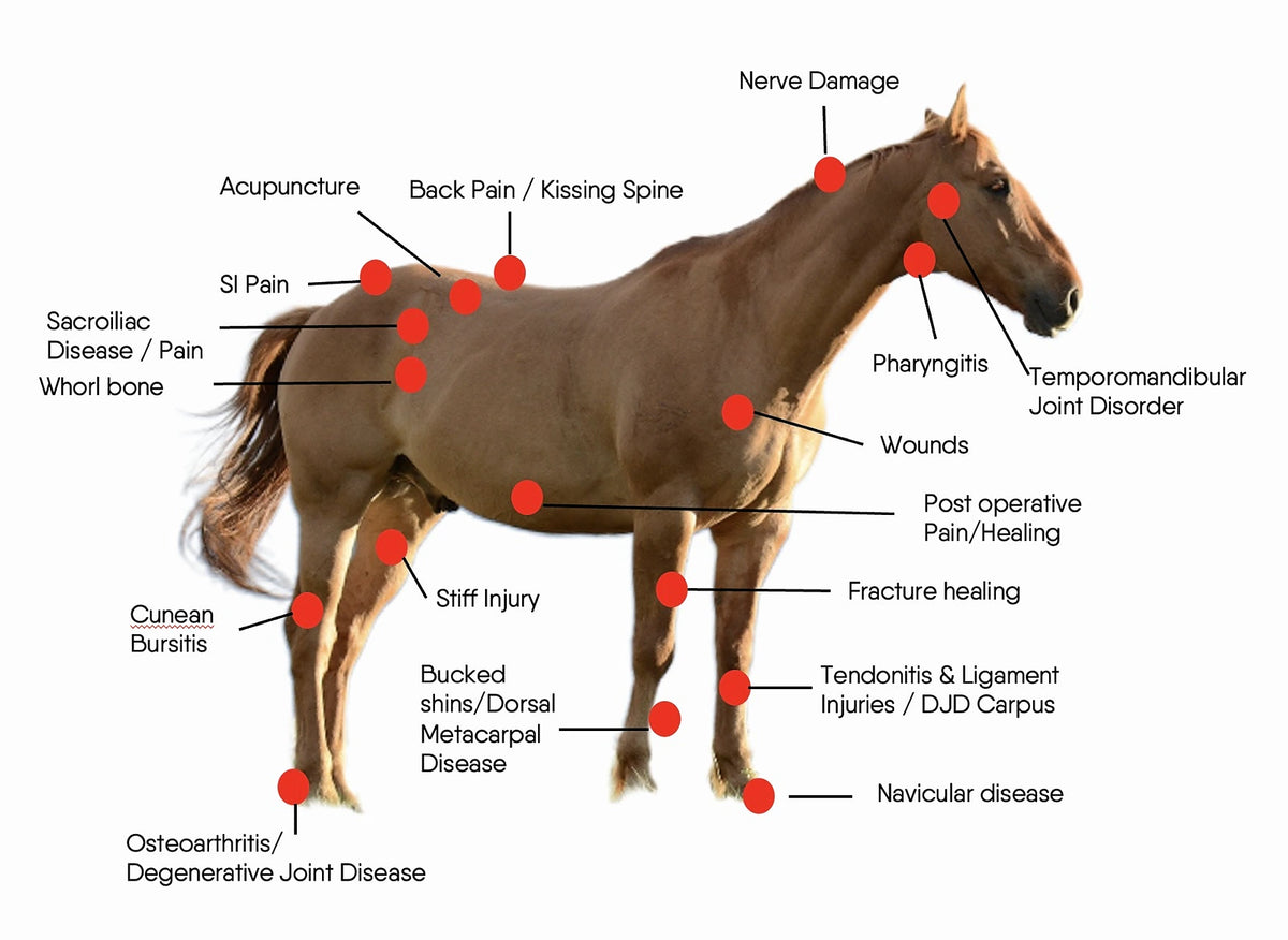 rood licht therapie voor paarden behandelingen