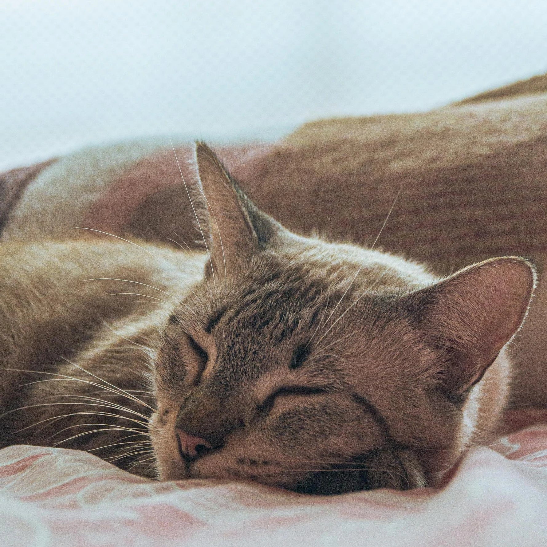 wond kat rood licht therapie